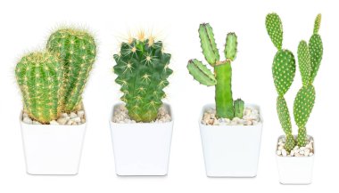 Beyaz arka planda izole edilmiş kaktüs, hoş yeşil kaktüs, dekorasyon için yakın plan kaktüsü.. 