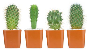 Beyaz arka planda izole edilmiş kaktüs, kahverengi tencerede sevimli yeşil kaktüs, dekorasyon için yakın plan kaktüsü.. 