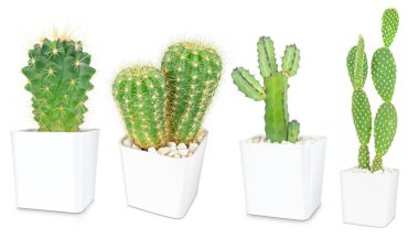 Beyaz arka planda izole edilmiş kaktüs, hoş yeşil kaktüs, dekorasyon için yakın plan kaktüsü..