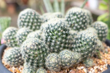 Tepedeki kaktüsü kapatın. Çiçekçide birçok kaktüs türü satılıktır..