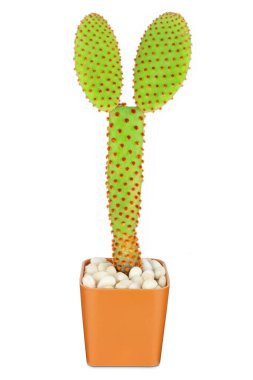 Beyaz arka planda izole edilmiş kaktüs, kahverengi tencerede sevimli yeşil kaktüs, dekorasyon için yakın plan kaktüsü..