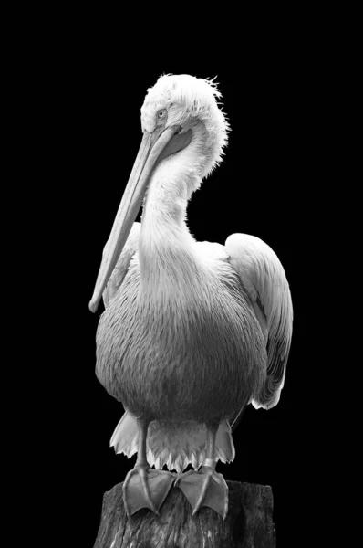 Pelicano sentado no tronco no fundo preto — Fotografia de Stock