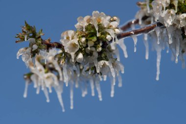 Soğuk bir bahar gecesinden sonra buzla kaplı kiraz çiçekleri