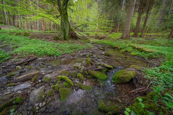 Märchenbach Mit Moos Grünen Wald Mit Altem Baum — Stockfoto