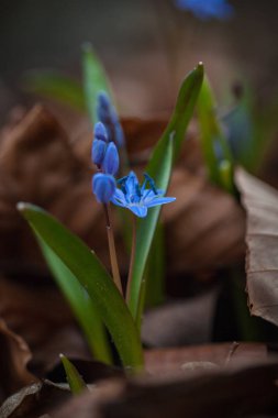 İlk bahar çiçekleri - Alp Squill (Scilla bifolia)