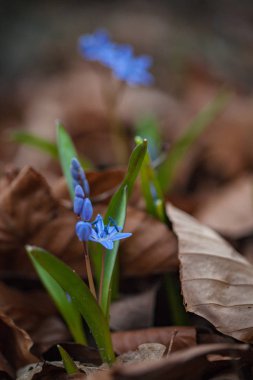 İlk bahar çiçekleri - Alp Squill (Scilla bifolia)