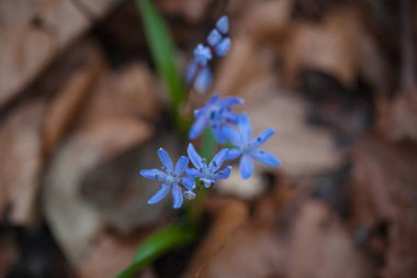 İlk bahar çiçekleri - Alp Squill (Scilla bifolia)