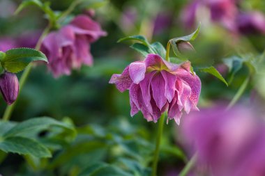 Bahçe merkezinde kış aylarında çiçekli lenten gül Elly (Helleborus orientalis) bordo damarları çift çiçek ile güzel mor pembe