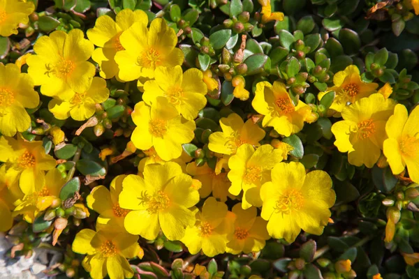 Verdolaga común (Portulaca oleracea) flores amarillas —  Fotos de Stock
