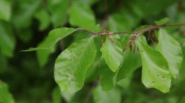 Avrupa kayın ağacının taze yeşil yaprakları (Fagus sylvatica) bahar gününde esinti ile hafifçe hareket