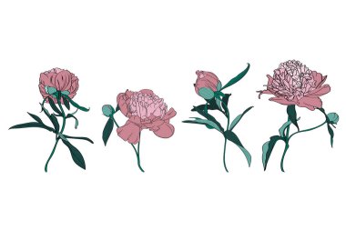 Izole basit renkli şakayık seti. Beyaz arka planda sevimli el çizilmiş çiçek vektör illüstrasyon. 