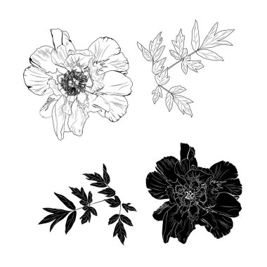 Süslü turonların oyulmuş el çizilmiş illüstrasyonlar. Çiçekler ve yapraklar kolayca ayrılabilir ve kaldırılabilir. 