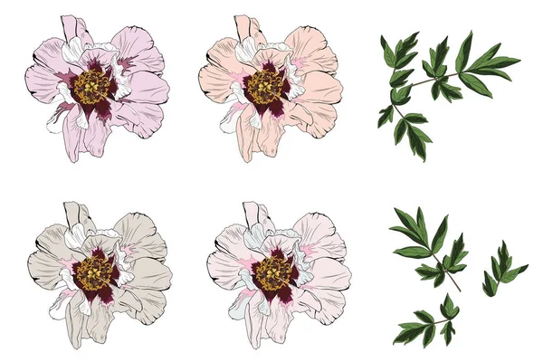 Peony Vector Clip Art Zestaw Kwiatów Liści — Wektor stockowy