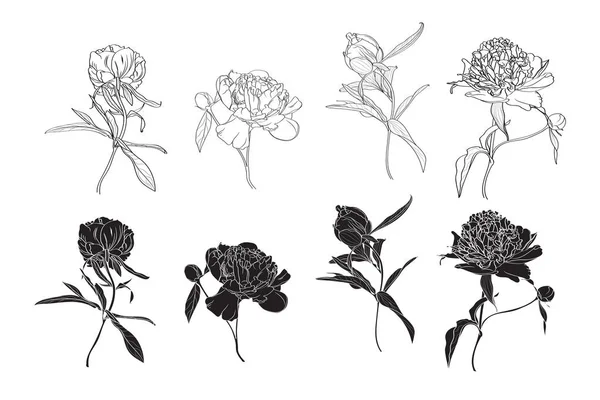 Ensemble Silhouette Isolée Pivoine Noire Blanche Mignon Dessin Main Illustration — Image vectorielle