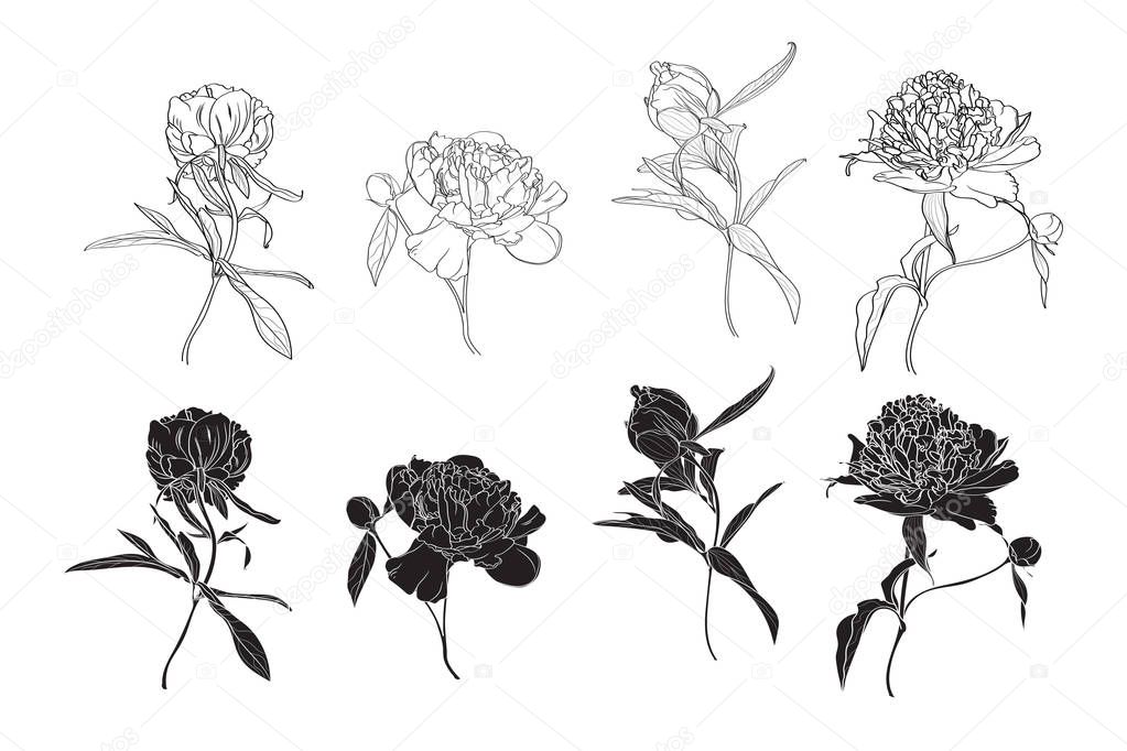 Set of isolated silhouette black white peony. Cute hand drawn flower vector illustration in white outline and black plane on white background.