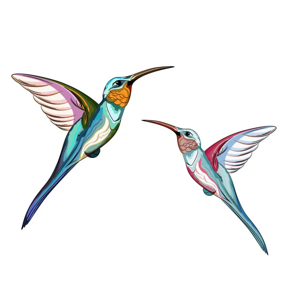 Humming birds. Set of two exotic tropical humming bird. Hand drawn illustration.