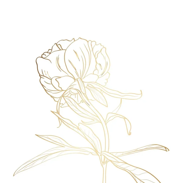 Золотой Контур Пиона Белом Фоне Весенние Цветы — стоковый вектор