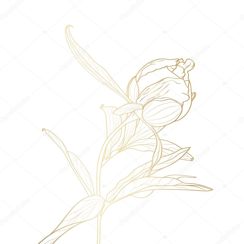 Peony bud golden outline on white background. Spring summer flowers.