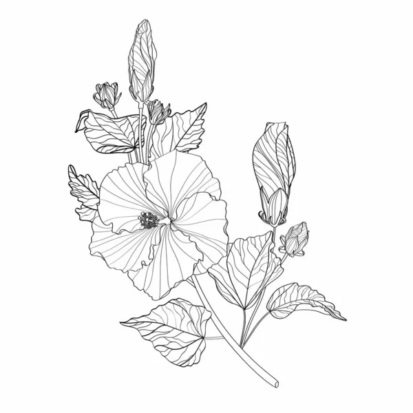 Hibiscus Fleurs Branche Dessin Croquis Avec Line Art Sur Fond — Image vectorielle