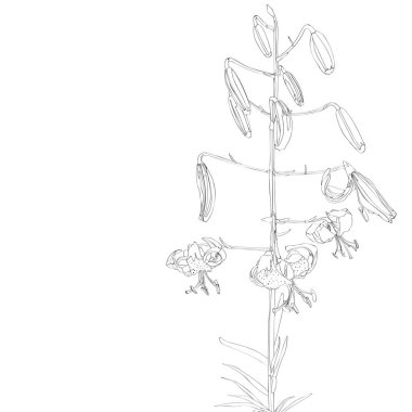 güzel çiçek desen arka plan vektör illüstrasyon