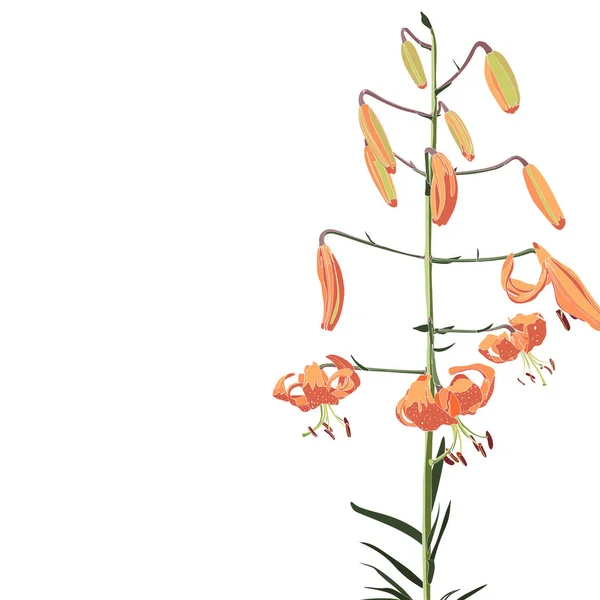 美丽的花卉图案背景的矢量插图 — 图库矢量图片