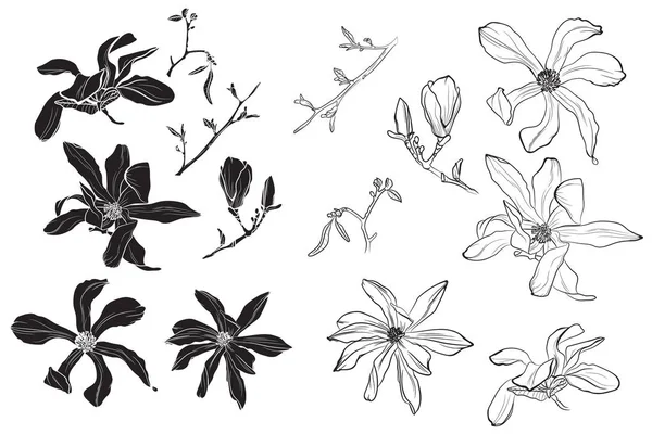 Ilustración Vectorial Fondo Hermoso Patrón Magnolia — Archivo Imágenes Vectoriales
