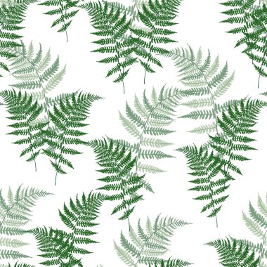 Eğrelti otu otlar, tropikal orman bitki dikişsiz vektör arka plan illüstrasyon bırakır. Bracken yaprakları, orman yaprakları, tropikal eğrelti otu orman ot bitki. Beyaz arka plan.