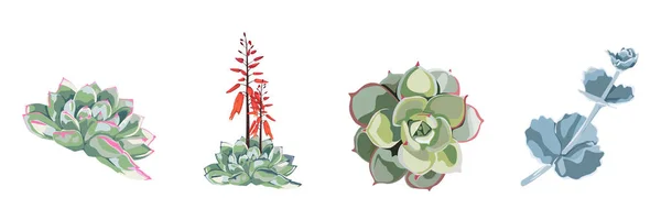 Succulente Fleur Plante Aquarelle Dessinée Main Belle Collection Ensemble Mignon — Image vectorielle