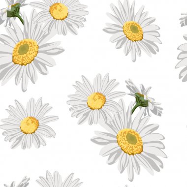 Beyaz arka planda papatya (papatya) çiçekleri ile dikişsiz desen. 