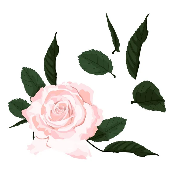 Rama Floral Flor Rosa Blanca Hojas Concepto Boda Con Flores — Vector de stock