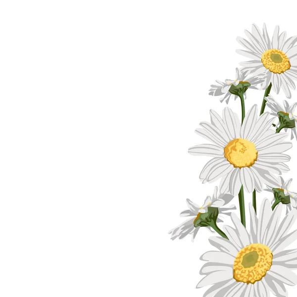 Camomille Sauvage Camomille Fleurs Élégante Carte Bouquet Décoratif Printemps Petite — Image vectorielle