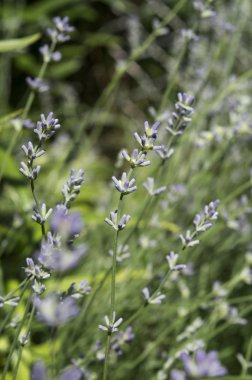 İlkbaharda Lavanta Çiçeği Tomurcukları. Yakın çekim.