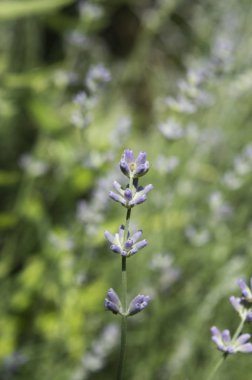İlkbaharda Lavanta Çiçeği Tomurcukları. Yakın çekim.