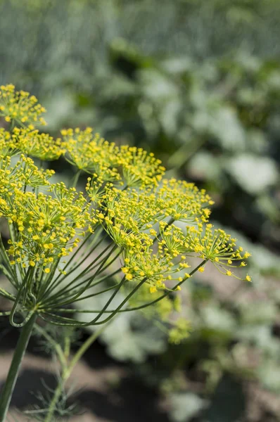 Fennel blossoms. Fennel flowers. Fennel seeds. Seasoning for food. Fennel in a the field.