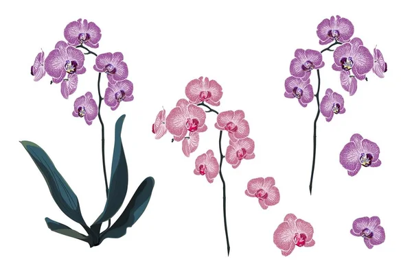 Rama Flores Tropicales Orquídea Violeta Rosa Estilo Acuarela Aislada Sobre — Vector de stock