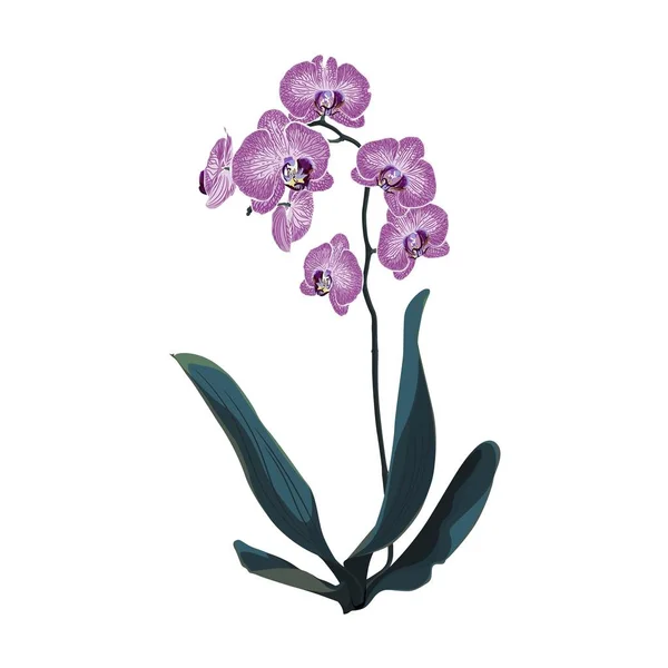 Orquídea Flores Tropicais Estilo Aquarela Isolado Fundo Branco — Vetor de Stock