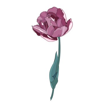 mor çiçek açan şakayık çiçeği, dijital illüstrasyon