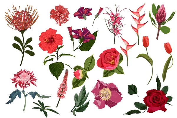 Conjunto Floral Flores Rojas Borgoña Hojas Verdes Concepto Boda Con — Vector de stock