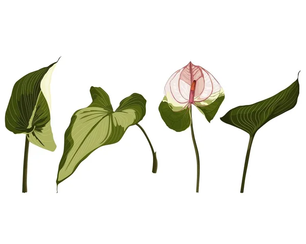 Экзотические Тропические Spathiphyllum Цветы Листья Изолированы Белом Фоне Мода Летний — стоковый вектор