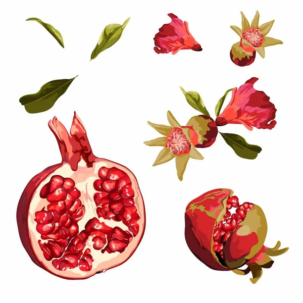 Schöne Handgezeichnete Botanische Illustration Mit Blättern Und Blüten Von Granatäpfeln — Stockvektor