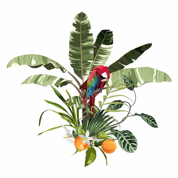 Tropischer Bananenbaum Mit Exotischen Blättern Und Roter Papageienkomposition Vor Weißem — Stockvektor