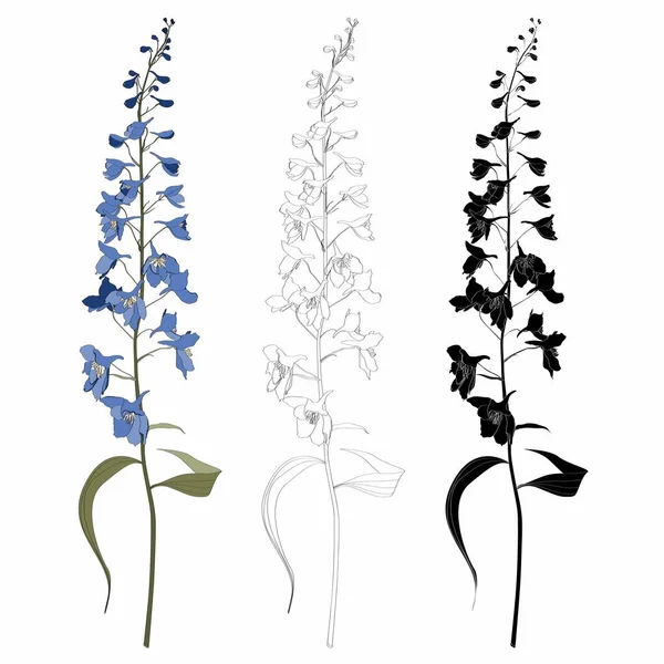 Handgezeichnete Umrisse Delphinium Blume Linie Und Farbig Auf Weißem Hintergrund — Stockvektor