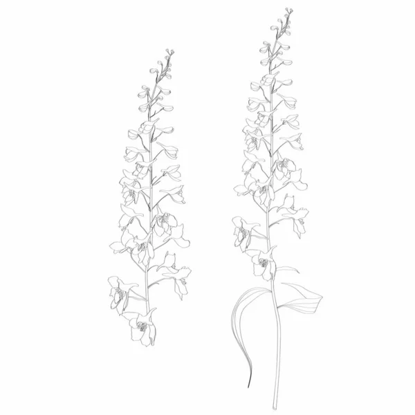 Σχεδιάστηκε Στο Χέρι Περίγραμμα Delphinium Λουλούδι Γραμμή Λευκό Φόντο — Διανυσματικό Αρχείο