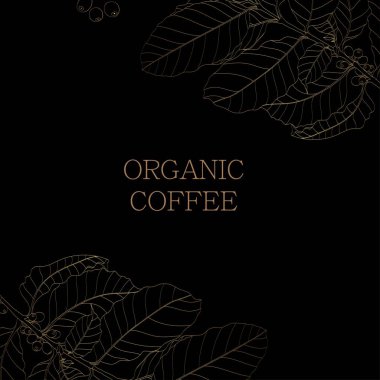 Kahve ağacının yaprakları, çiçekleri ve kahve çekirdekleri olan altın dalı. Botanik çizimi. Tasarım şablonu için çiçek dekoru. Tebrik kartı, duvar kağıdı, arkaplan