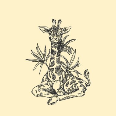 Yavru hayvanlar. Vahşi. Genç zürafa. Vintage tarzı