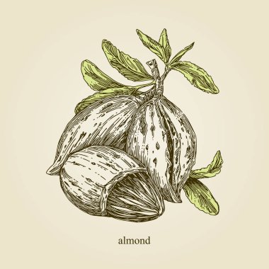 Badem. Üç fındık ve yaprakları olan bir dal. Vintage tarzı.