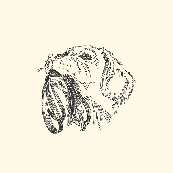 PET. psí Labrador s pólem. — Stockový vektor