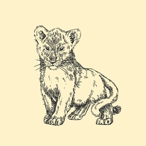 Baby djur. Vilda. Ungt lejon. Vintage stil. — Stock vektor