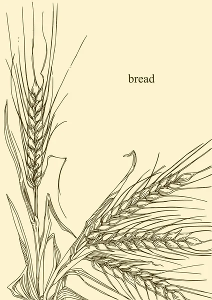 Krásné pozadí s ušima pšenice. — Stockový vektor