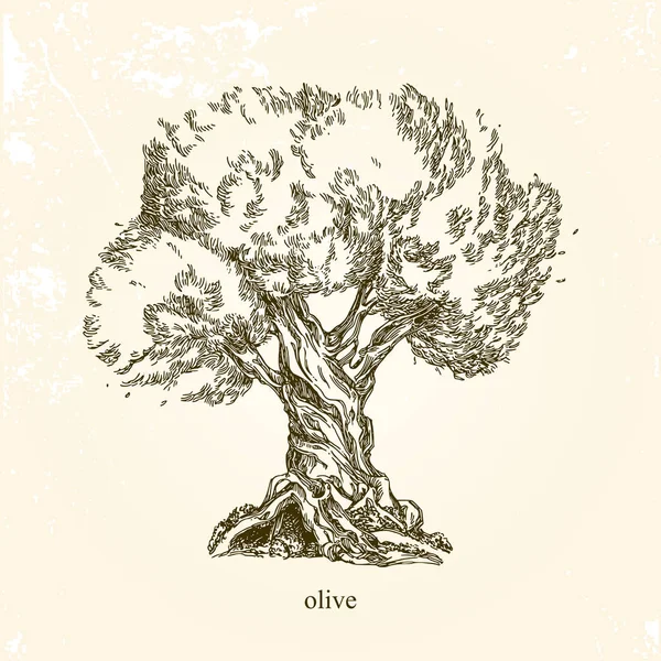 Olive tree. Vintage style. — Stock Vector